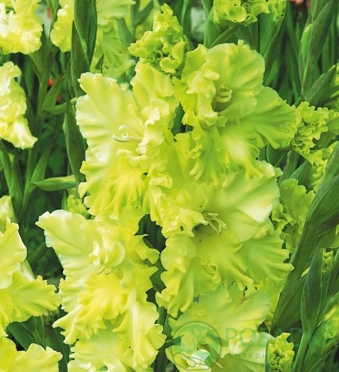 картинка Гладиолус Лучистая зелень 