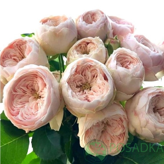 картинка Роза спрей Менсфилд Парк 