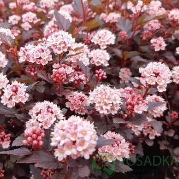 картинка Пузыреплодник калинолистый Литл Джокер 7,5л 