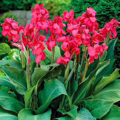 картинка Канна Crimson Beauty 