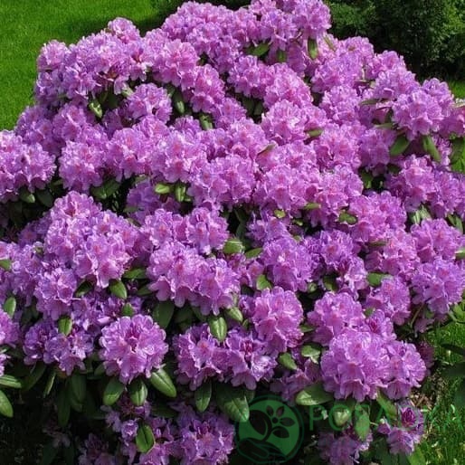 картинка Рододендрон гибридный Альфред (Alfred) 