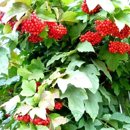 картинка Калина красная Закат 