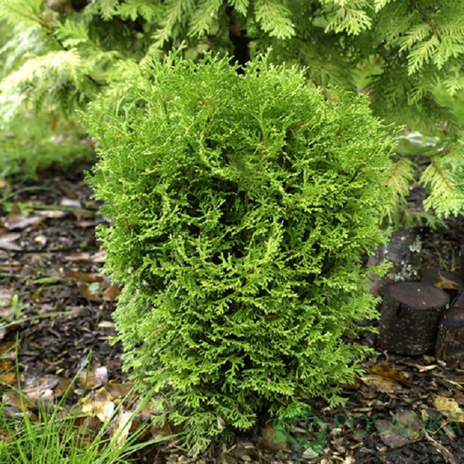 картинка Туя западная Вотерфилд (Waterfield) 