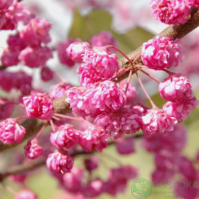картинка Церцис канадский Pink Pom Poms 