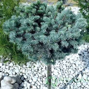 картинка Ель колючая Glauca Compacta на штамбе 7.5л 