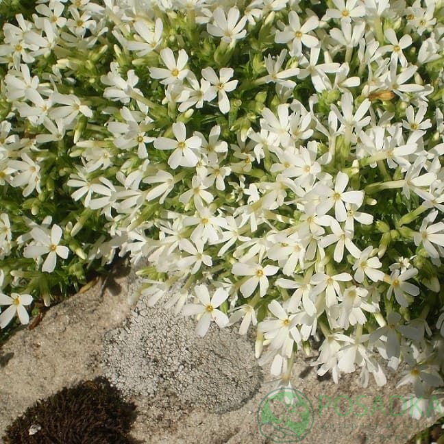 картинка Флокс Ковилла 