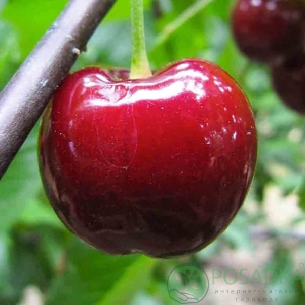 картинка Черешня Грейс Стар 