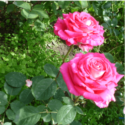 картинка Роза чайно-гибридная Шейла 