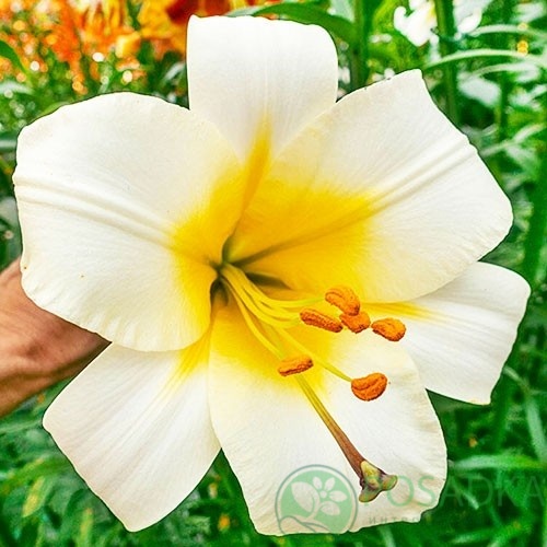 картинка Лилия White Planet 