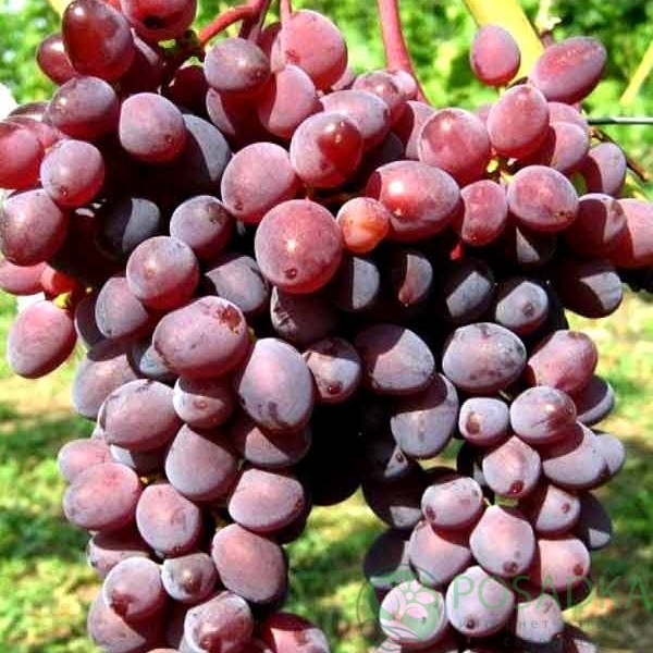 картинка Виноград Кишмиш Запорожский 