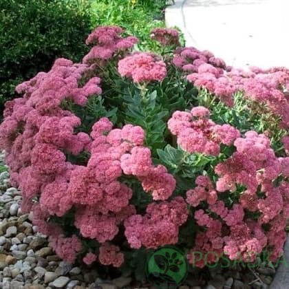 картинка Очиток (седум) видный розовый 1л 