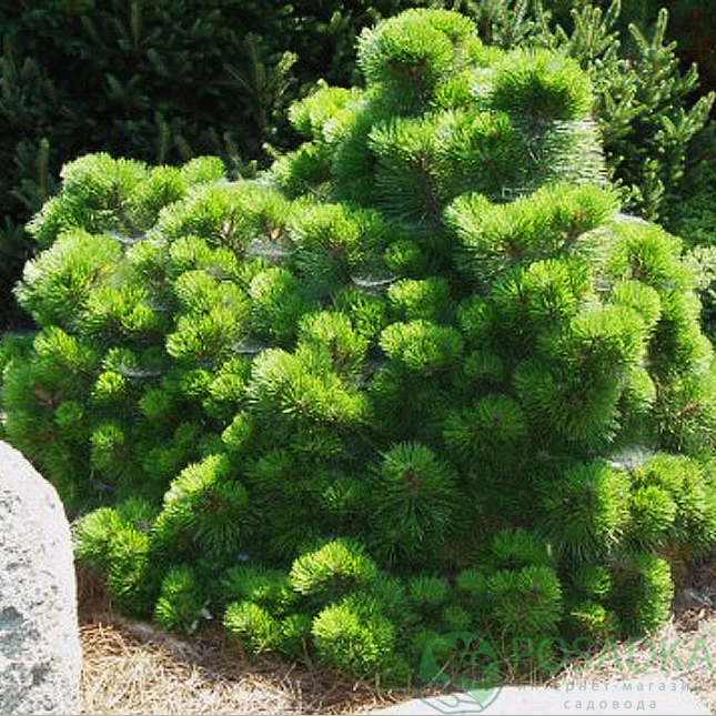 картинка Сосна чёрная Walter 