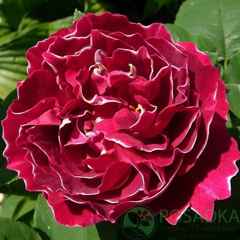 Роза черный барон фото и описание