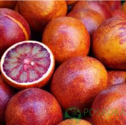 картинка Апельсин Сангвинелли 