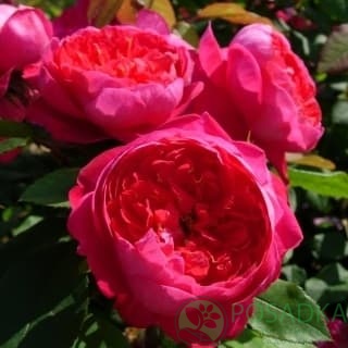 картинка Роза английская Бенджамин Бритен 