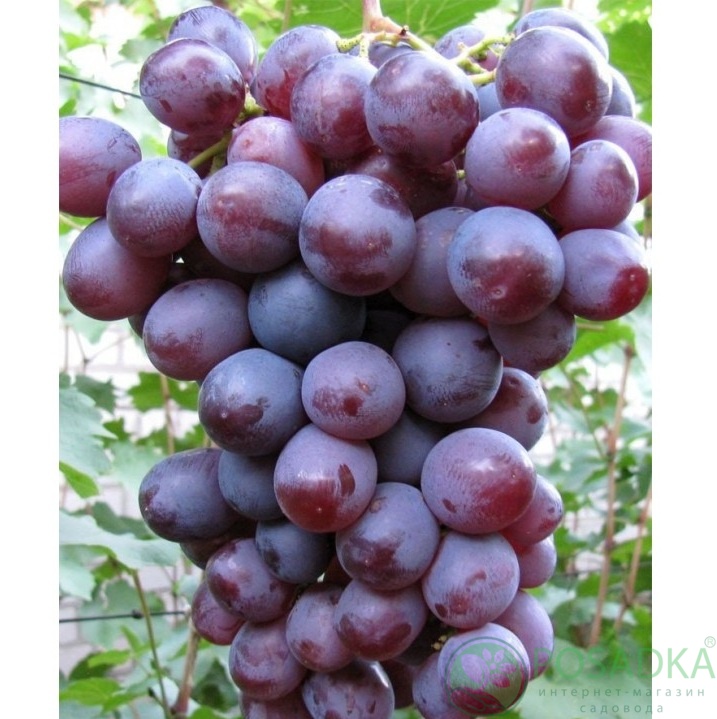 картинка Виноград Антей Калугина 