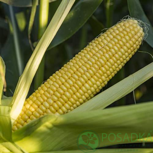картинка Семена кукуруза Суперсладкая F1, 20 шт, SeedEra 