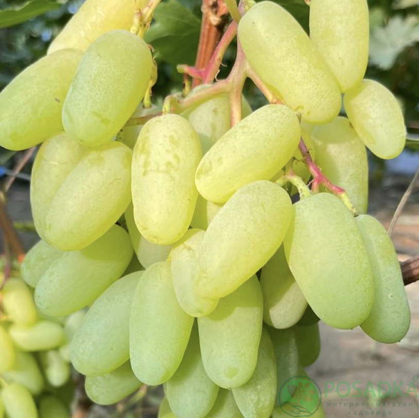 картинка Виноград Белый Клык 