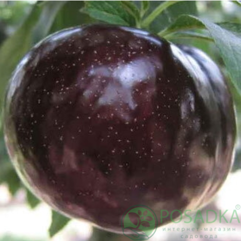 картинка Слива диплоидная Оуен-Ти 