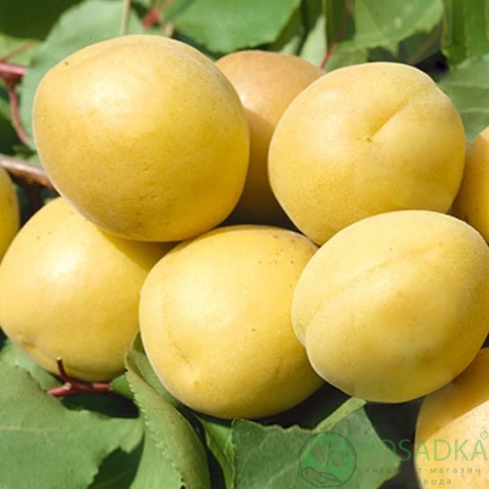 картинка Абрикос Авиатор 