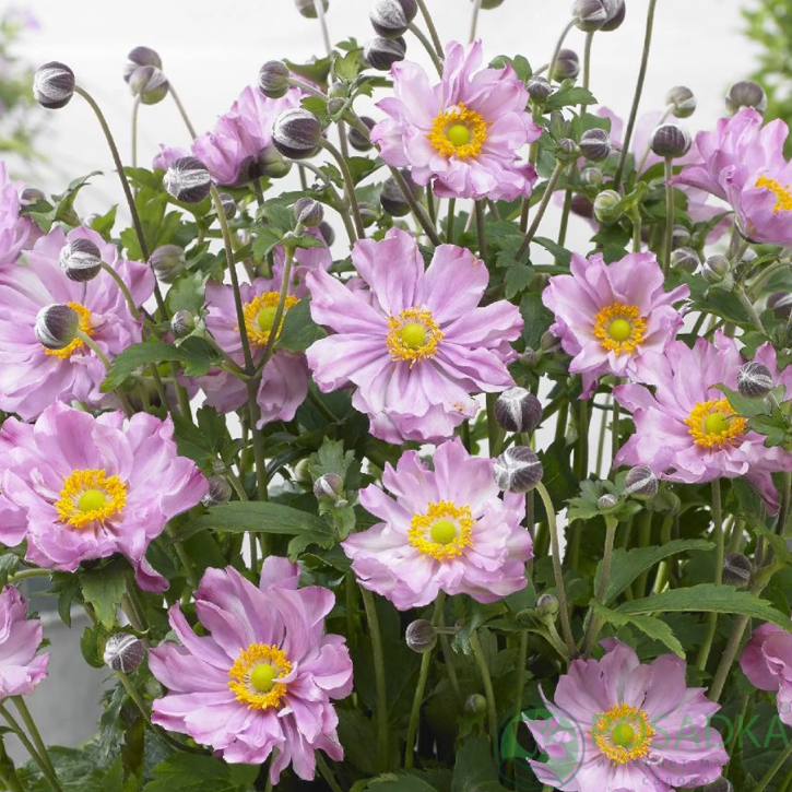 картинка Anemone Fantasy Pocahontas 