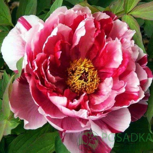 картинка Пион древовидный Shima-nishiki Dao Jin 