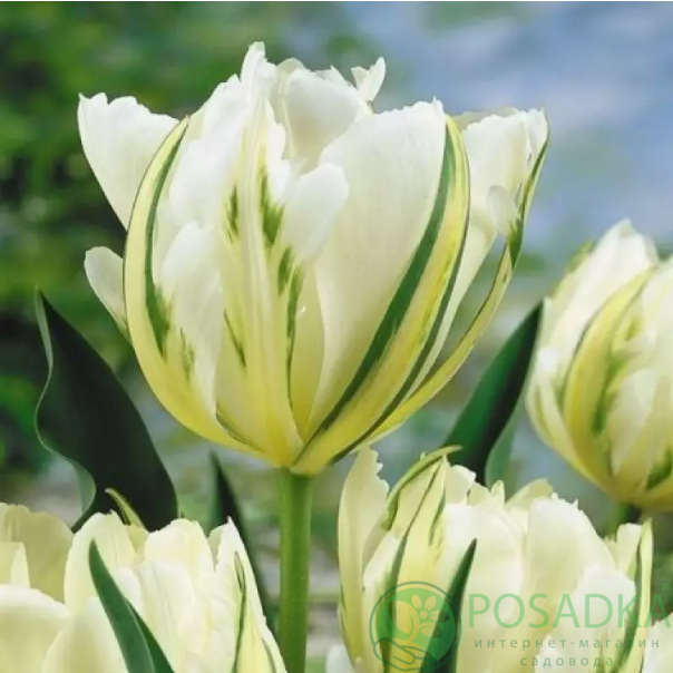 картинка Тюльпан White Valley  картинка Тюльпан White Valley