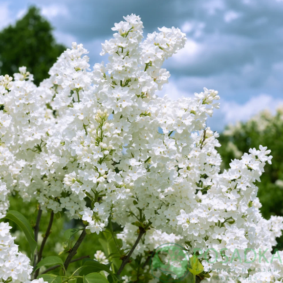 картинка Сирень Флауэрфеста Уайт (Flowerfesta White) 