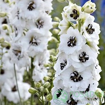 картинка Дельфиниум Magic Fountains White Dark Bee 