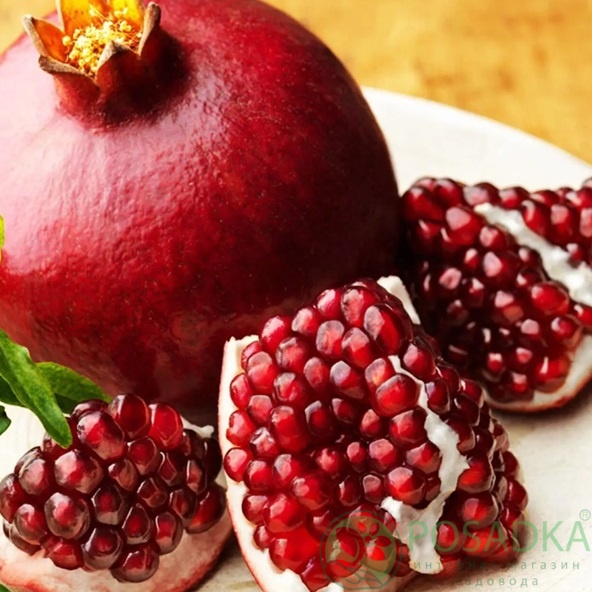 картинка Гранат Гринго 