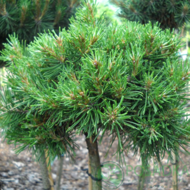 картинка Сосна крючковатая Horni Hazle на штамбе 