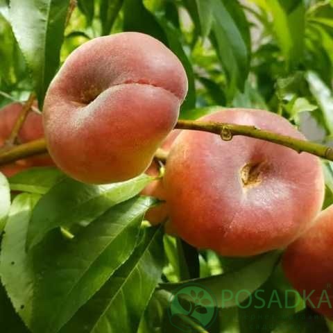 картинка Персик инжирный UFO-3 