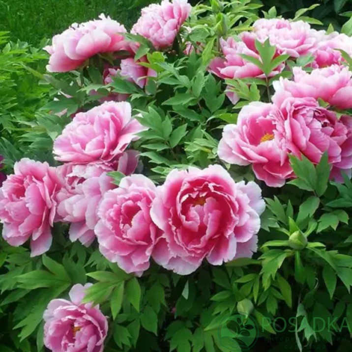 картинка Пион Древовидный Розовый 