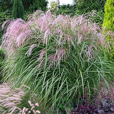 картинка Мискантус китайский Gracilis 