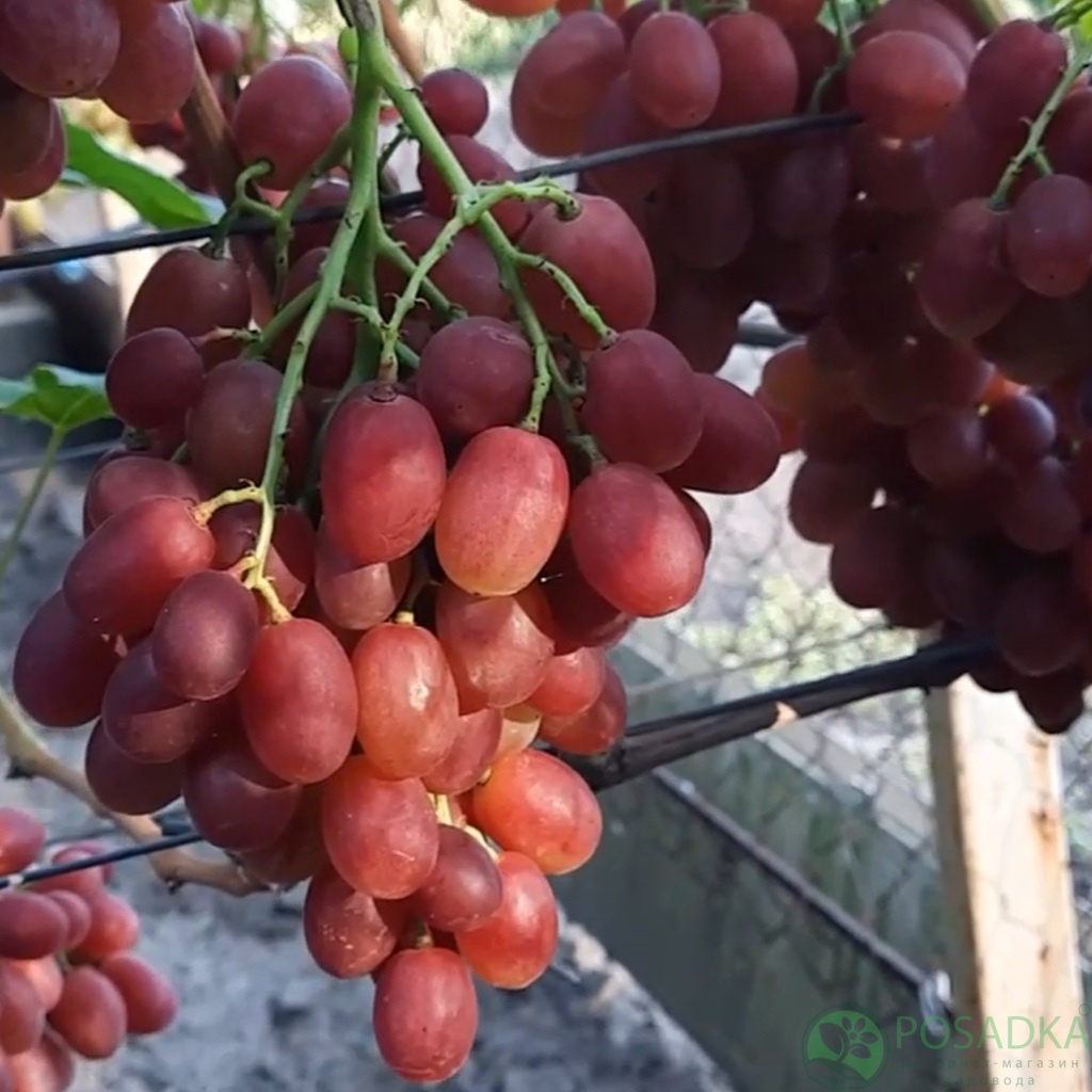 картинка Виноград Шансон 