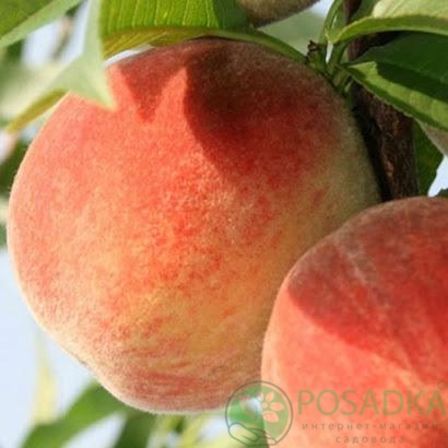 картинка Персик Вулкан Т1 