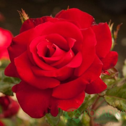 картинка Роза чайно-гибридная Секси Ред 