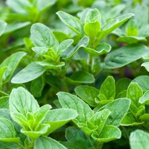 картинка Майоран садовый Звоночек семена (0.1гр)  картинка Майоран садовый Звоночек семена (0.1гр)