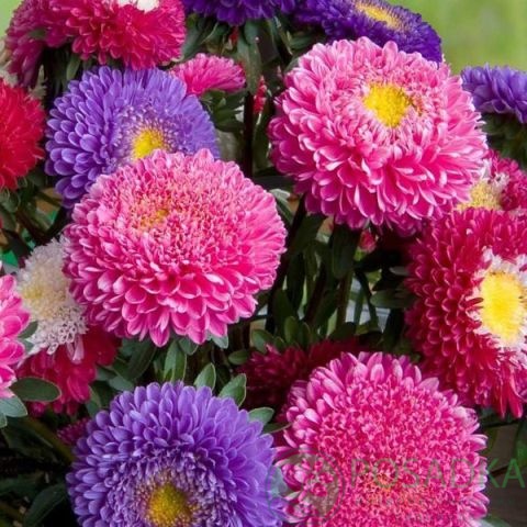 картинка Семена Астра Высокорослая Принцесса Смесь 0.25 г, SeedEra 