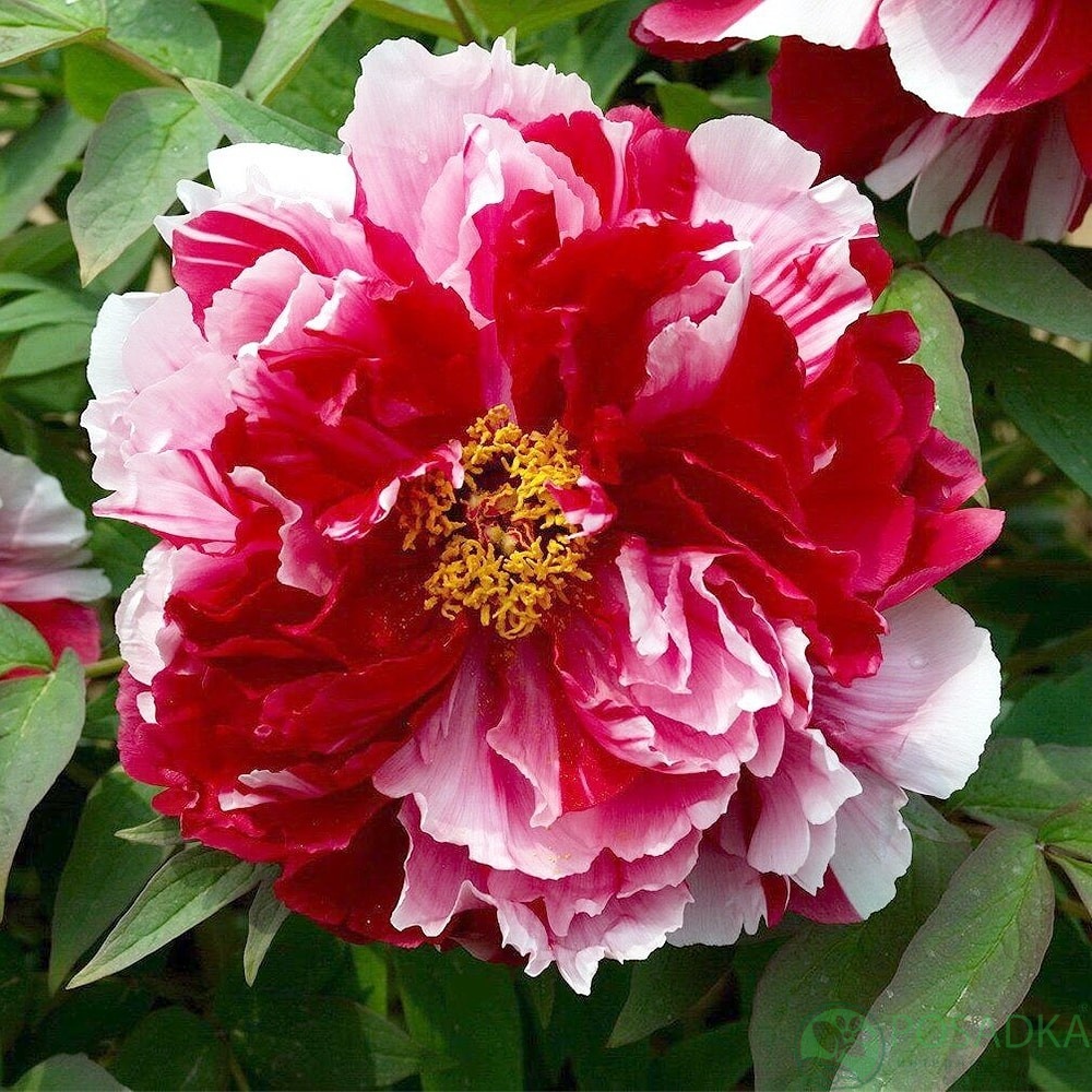 картинка Пион древовидный Shima-nishiki Dao Jin 