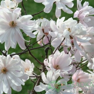 картинка Магнолия звездчатая Waterlily  картинка Магнолия звездчатая Waterlily