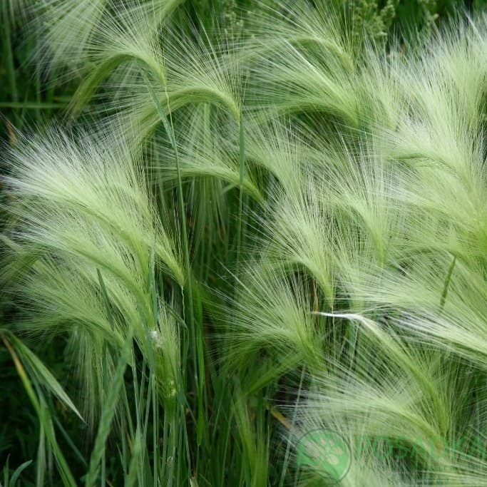 картинка Ковыль (ячмень) Гривастый 