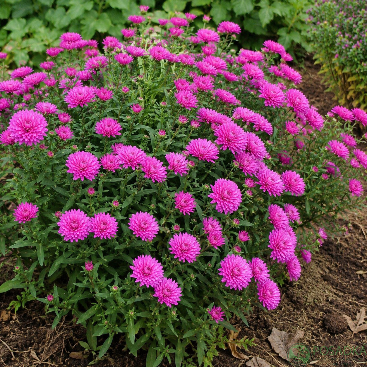 картинка Астра новобельгийская Showmakers Pretty Pink 