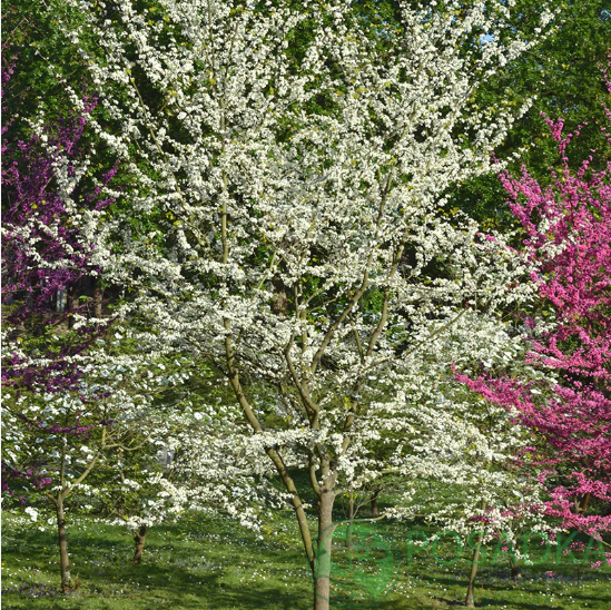 картинка Церцис канадский 'Royal White' 