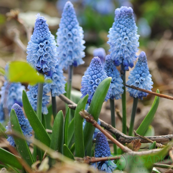 картинка Мускари Azureum 