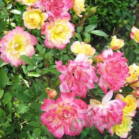 картинка Роза миниатюрная Триколор 