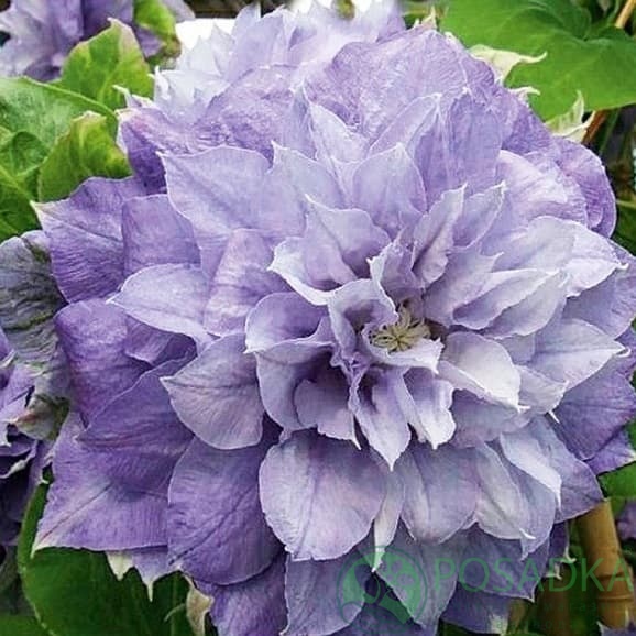 картинка Клематис Azure Ball 