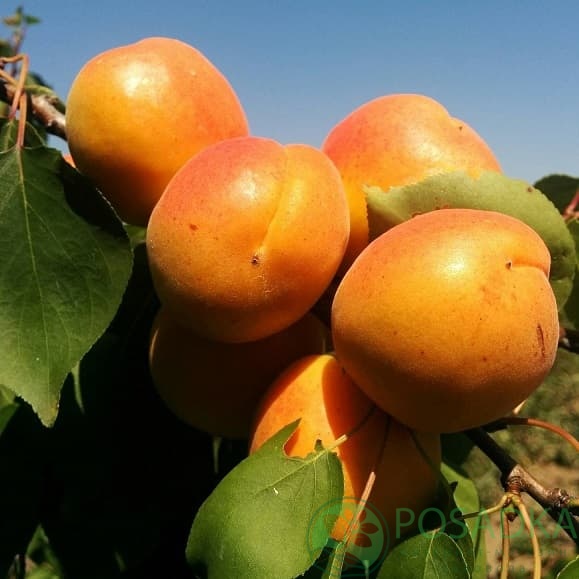 картинка Абрикос Полесский крупноплодный 