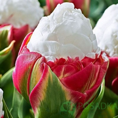 картинка Тюльпан Ice Cream 