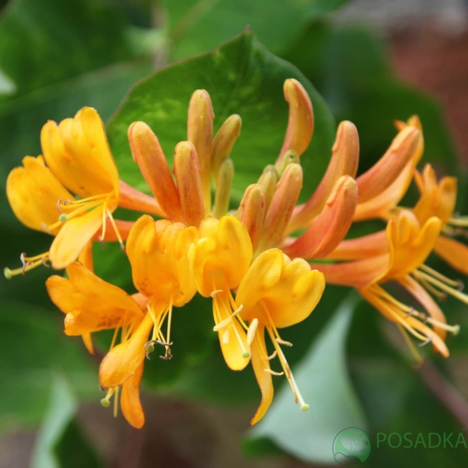 картинка Жимолость Тельмана (Lonicera tellmanniana) 2л 